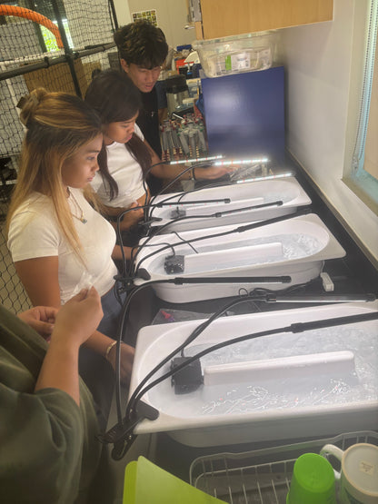 Table Top Oval Microalgae Raceway Pond